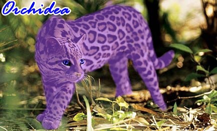 Orchidea (A régi csapat - Orchidea)